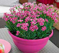 Jardiland Clavell pink kisses oferta