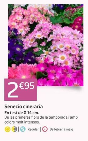 Jardiland Plantas con flor oferta