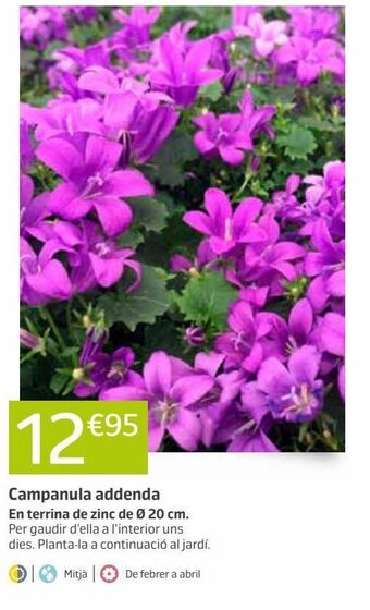 Jardiland Plantas con flor oferta