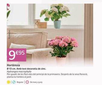 Jardiland Hortènsia oferta