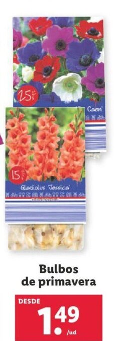 Lidl Bulbos De Primavera oferta
