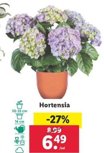 Lidl Hortensia oferta