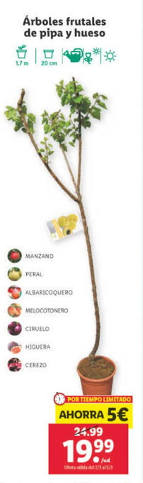 Lidl Árboles Frutales de Pipa Y Hueso oferta