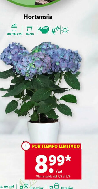 Lidl Hortensia oferta