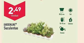 ALDI Gardenline suculentas oferta