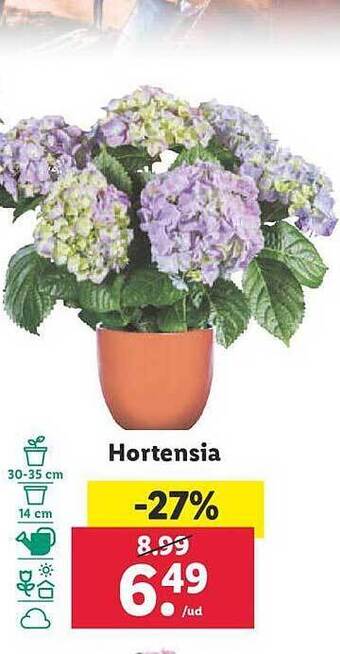 Lidl Hortensia oferta