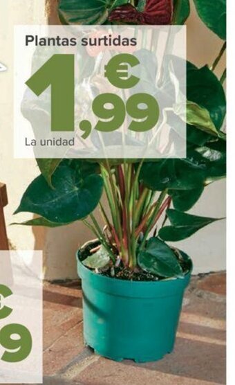 Carrefour Plantas surtidas oferta