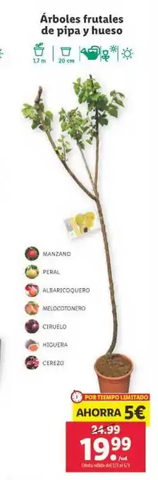 Lidl Arboles frutales de pipa y hueso oferta