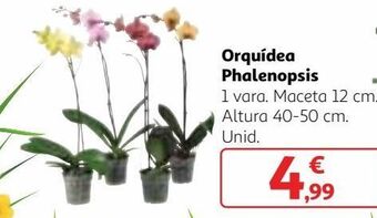 Alcampo Orquídeas oferta