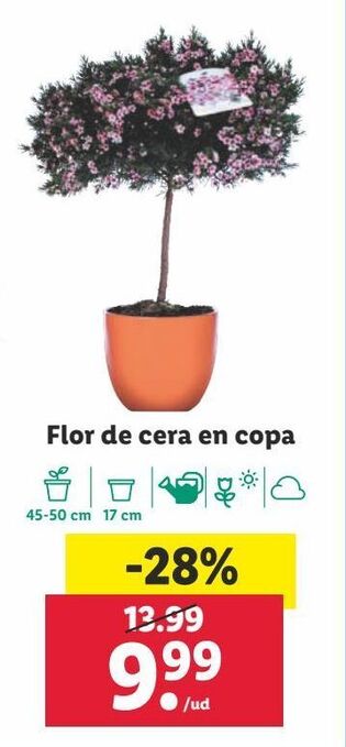 Lidl Plantas con flor oferta
