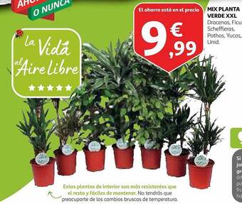 Alcampo Mix planta verde xxl oferta