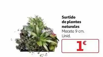 Alcampo Surtido de plantas naturales oferta
