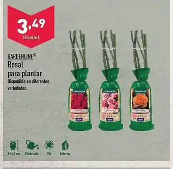 ALDI Gardenline rosal para plantar oferta