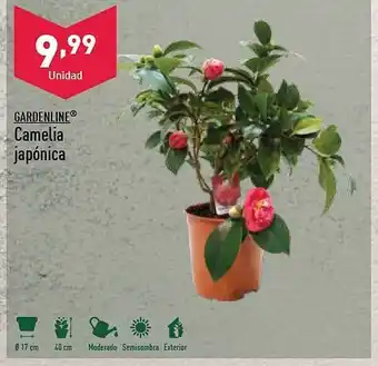 ALDI Gardenline camelia japónica oferta