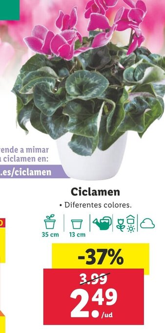 Lidl Ciclamen oferta