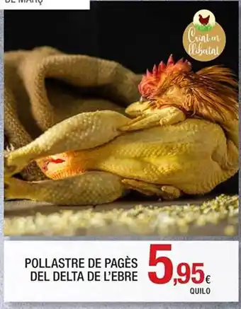 Pollastre de pagès del delta de l'ebre