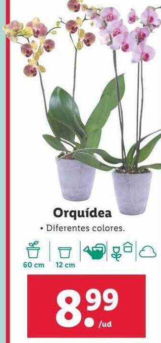 Lidl Orquidea oferta