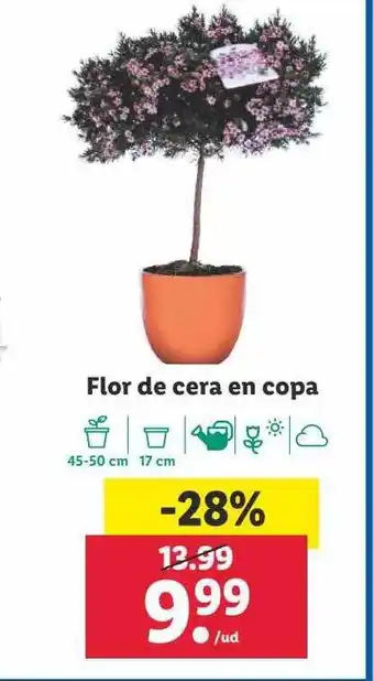 Lidl Flor de cera en copa oferta