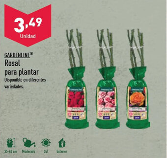 ALDI Rosal para plantar oferta