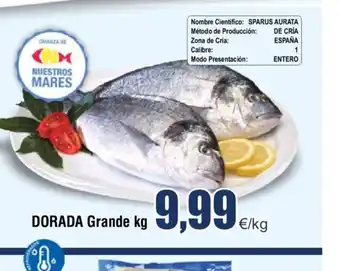 FROIZ Dorada grande oferta