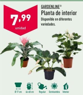 ALDI Gardenline Planta de interior oferta