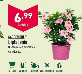 ALDI Gardenline dipladenia oferta