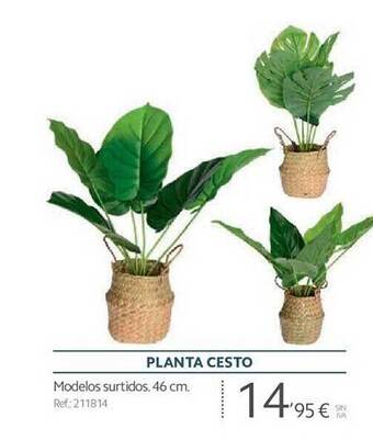 Makro Planta cesto oferta