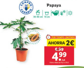 Lidl Papaya oferta