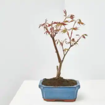 Verdecora Bonsái acer palmatum... oferta
