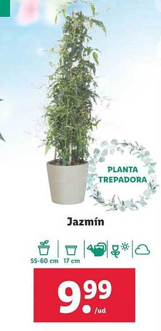 Lidl Jazmin oferta