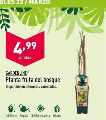 ALDI Gardenline Planta Fruta Del Bosque oferta