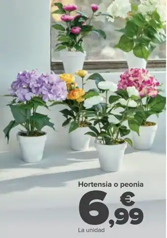 Carrefour Hortensenia o peonia oferta
