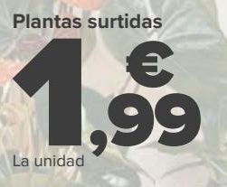 Carrefour Planta surtidas oferta