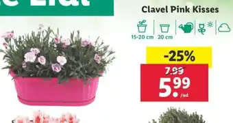 Lidl Clavel Pink Kisses oferta