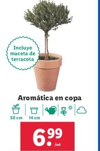Lidl Aromática en Copa oferta
