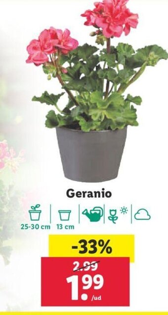 Lidl Geranio oferta