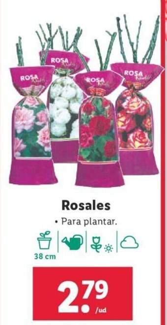 Lidl Rosales oferta