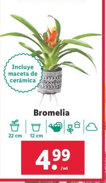 Lidl Bromelia oferta