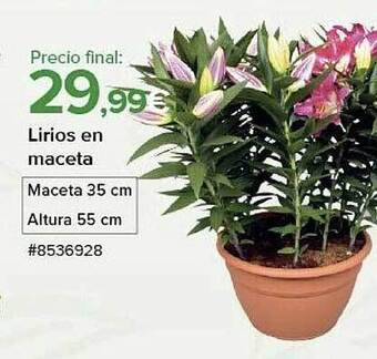 Costco Lirios en maceta oferta