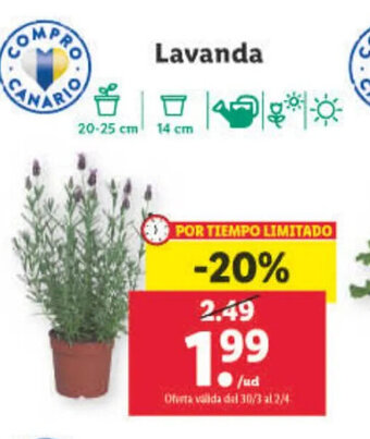 Lidl Lavanda oferta