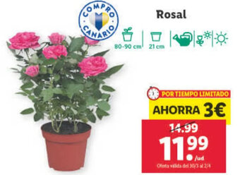 Lidl Rosal oferta