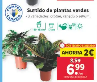 Lidl Surtido De Plantas Verdes oferta