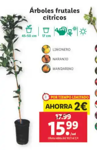 Lidl Arboles Frutales Citricos oferta