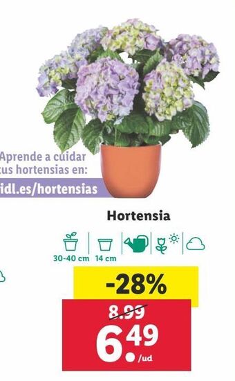 Lidl Hortensia oferta