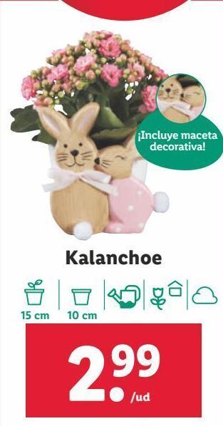 Lidl Kalanchoe oferta