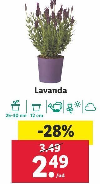 Lidl Lavanda oferta