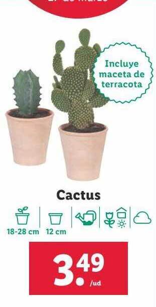 Lidl Cactus oferta