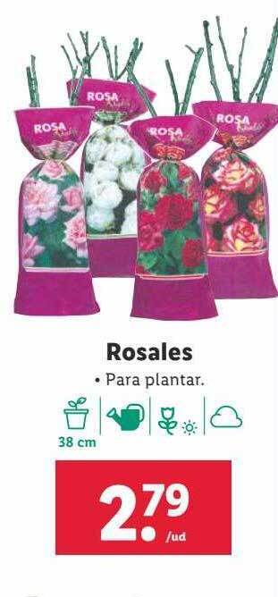 Lidl Rosales oferta
