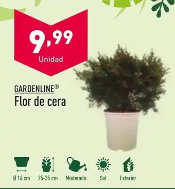 ALDI Flor de Cera oferta