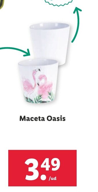 Lidl Maceta Oasis oferta